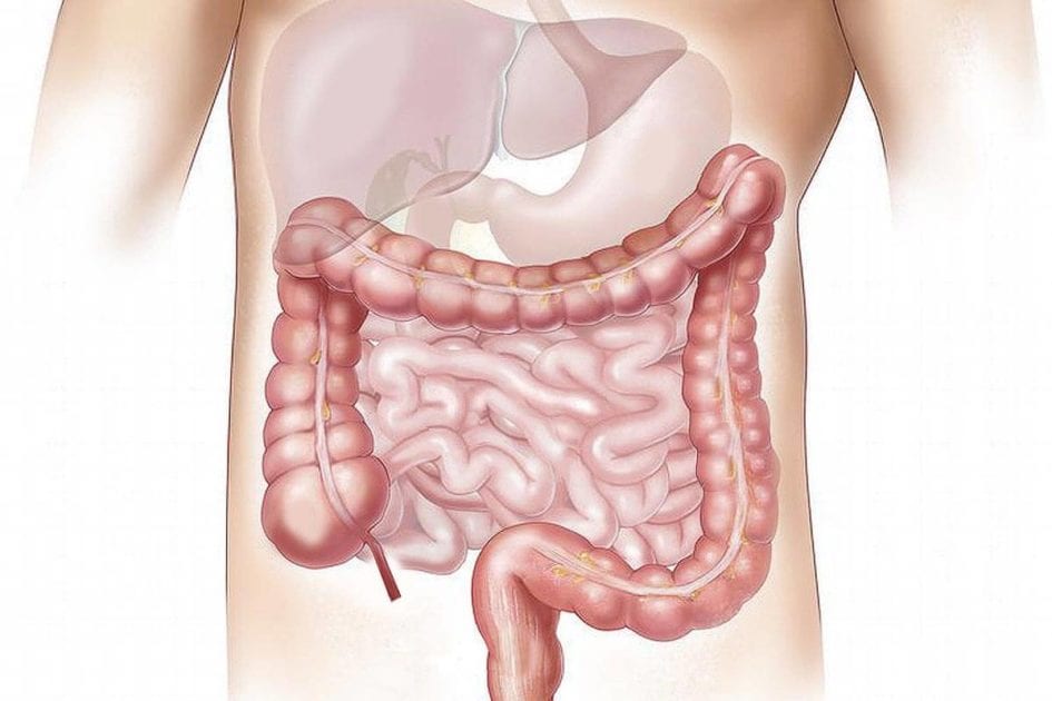 Anatomie des Darms