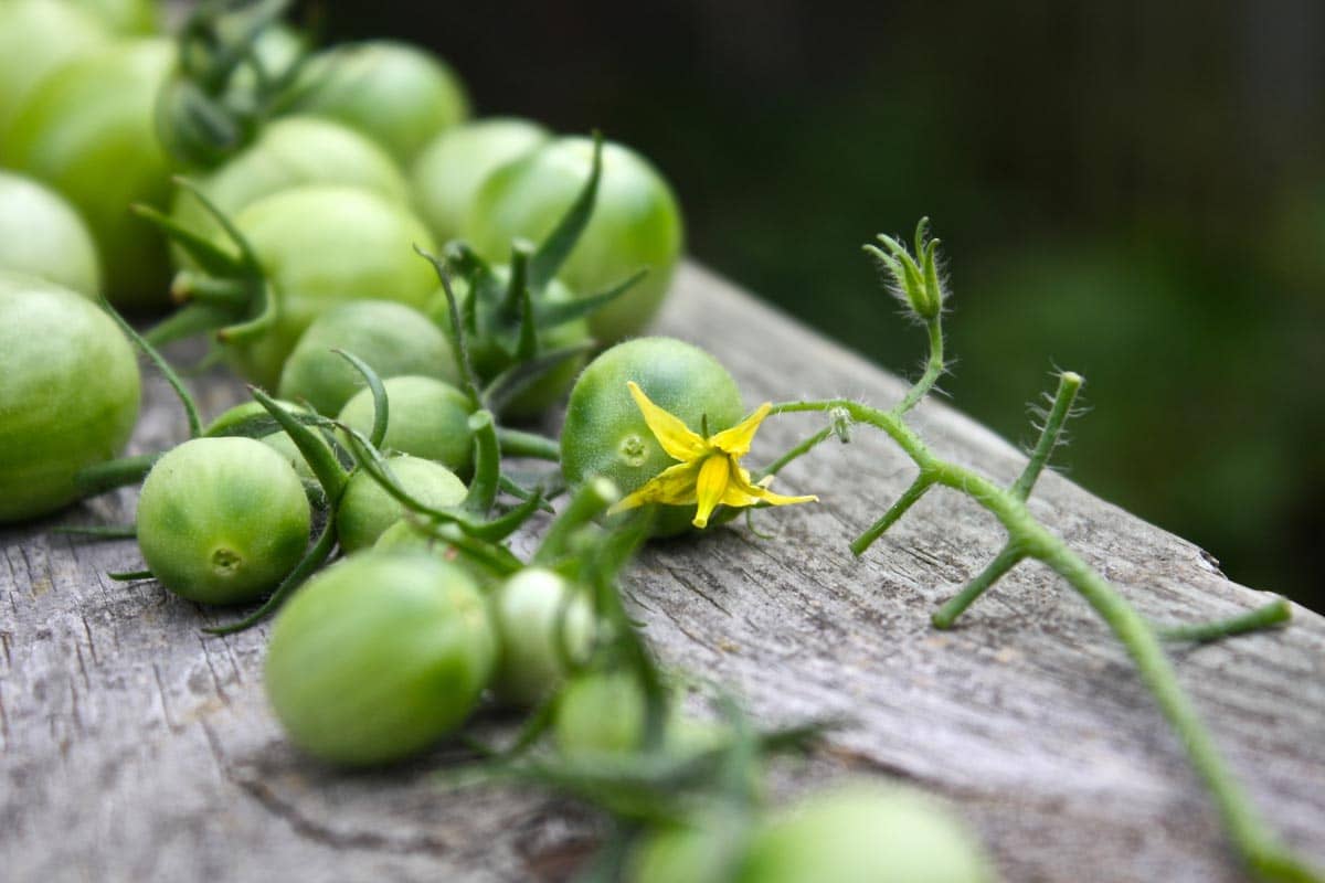 Sind grüne Tomaten giftig?