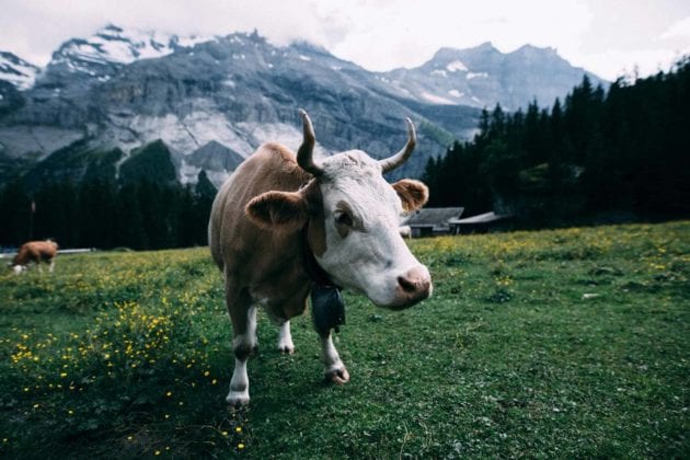 Eine Kuh auf einer Alpen-Weide