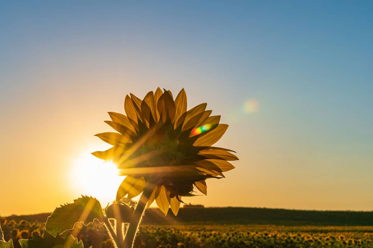 Eine Sonne scheint auf eine Sonnenblume als Symbol für Vitamin D